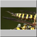 Ectemnius lituratus - Grabwespe 11c 8-12mm Paarung - OS-Wallenhorst-Sandgrube.jpg